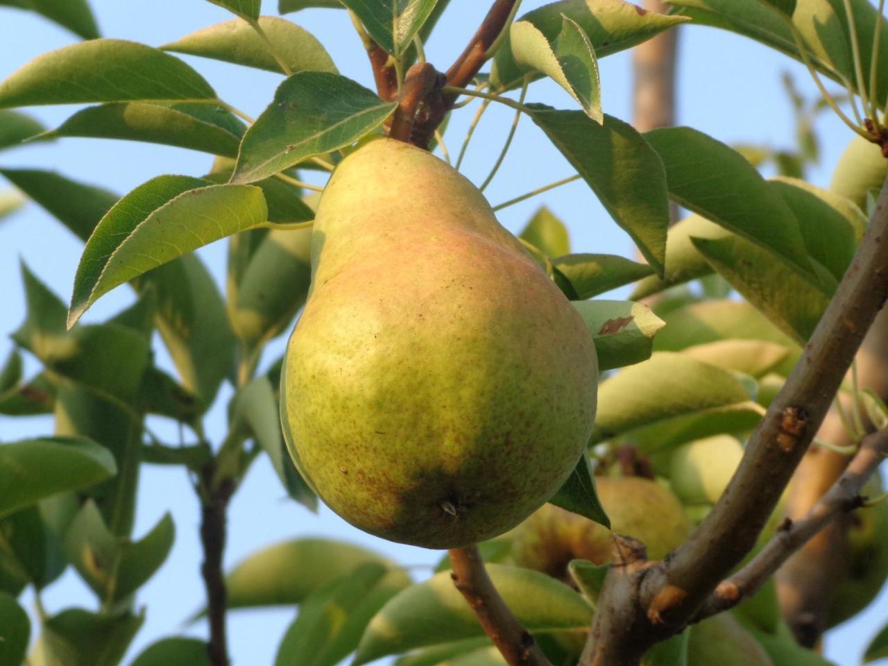 Agriturismo Boschi Reggiolo Εξωτερικό φωτογραφία